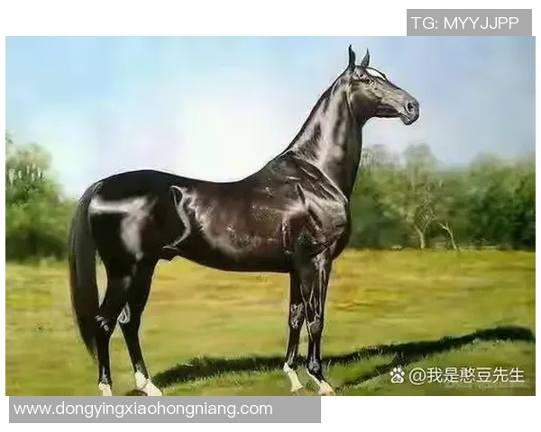 字母与足球的交汇点:那些以字母命名的足球明星们的传奇故事